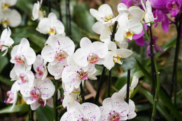 Hnojeni Orchideji (hnojení orchidejí, koncentraci solí, může projevit, může vést) Hnojeni Orchideji